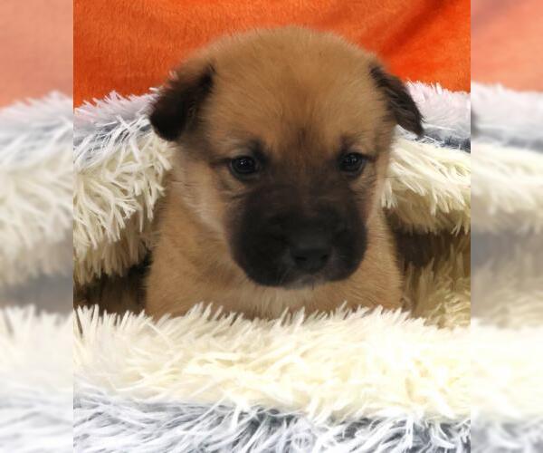 Medium Photo #1 Mutt Puppy For Sale in Thief River Falls, MN, USA