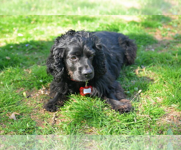 Medium Photo #2 Cocker Spaniel-Unknown Mix Puppy For Sale in Arlington, VA, USA