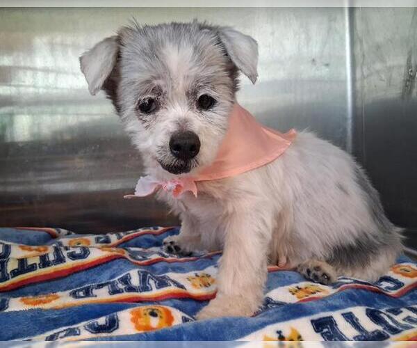 Medium Photo #1 Shih Tzu Puppy For Sale in Orange, CA, USA