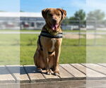 Small #13 Labrador Retriever Mix