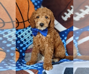 Double Doodle Puppy for sale in NOTTINGHAM, PA, USA