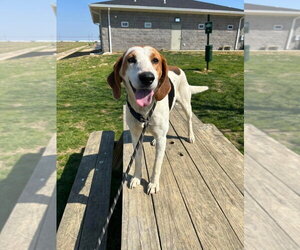 Mutt Dogs for adoption in Evansville, IN, USA