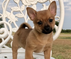 Chiranian Puppy for Sale in COVINGTON, Texas USA