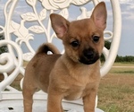 Small Photo #1 Chiranian Puppy For Sale in COVINGTON, TX, USA