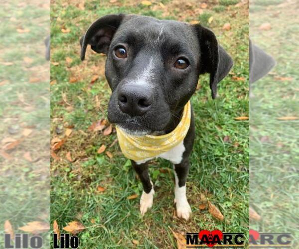 Medium Photo #3 Mutt Puppy For Sale in Maryville, TN, USA