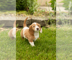 Small #5 Dachshund