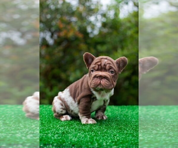 Medium Photo #10 French Bulldog Puppy For Sale in SEATTLE, WA, USA