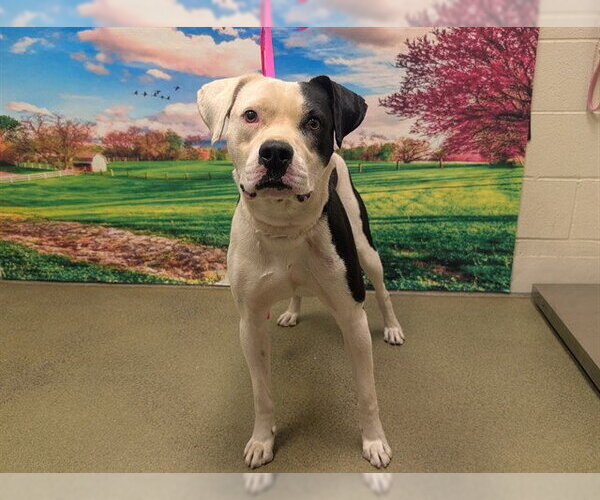 Medium Photo #1 Mutt Puppy For Sale in Moreno Valley, CA, USA