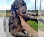 Small Photo #1 Aussiedoodle-Poodle (Standard) Mix Puppy For Sale in ANDERSON, AL, USA