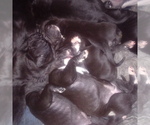 Small Photo #33 Great Dane Puppy For Sale in PIERSON, MI, USA