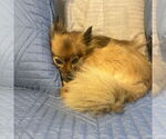 Small #5 Pomeranian