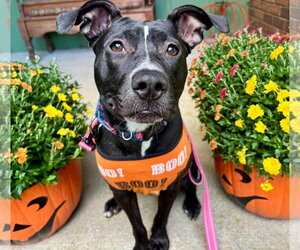 American Pit Bull Terrier-Unknown Mix Dogs for adoption in Germantown, OH, USA