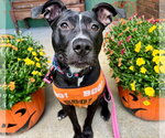 Graceland - Female American Pit Bull Terrier-Unknown Mix Dog for Adoption - Small photo