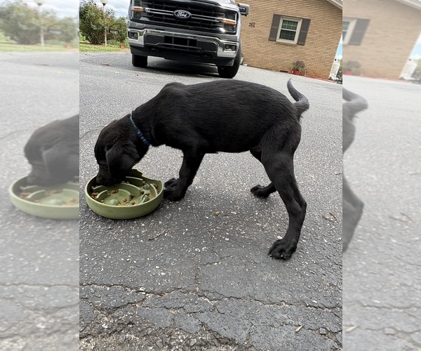 Medium Photo #1 Labrador Retriever Puppy For Sale in GRANITE FALLS, NC, USA