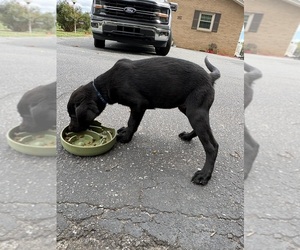 Labrador Retriever Puppy for sale in GRANITE FALLS, NC, USA