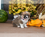 Puppy Chloe Cardigan Welsh Corgi