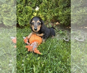 Dachshund Puppy for sale in MIDDLEBURY, IN, USA