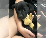 Small Photo #6 Borador Puppy For Sale in SPRINGDALE, AR, USA