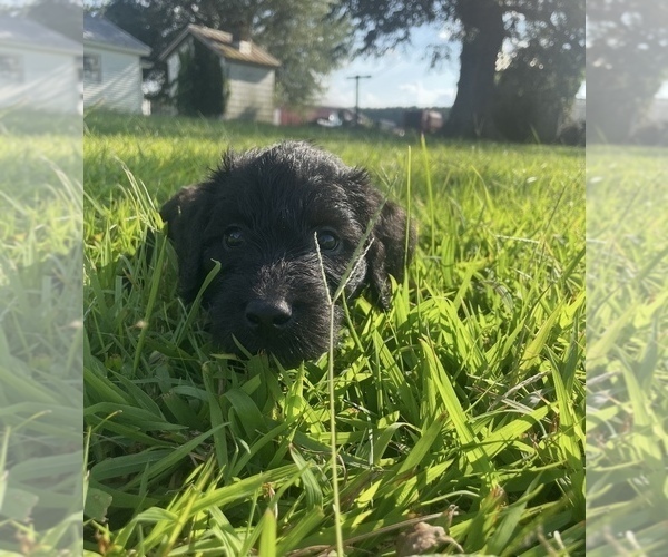 Medium Photo #37 Labradoodle Puppy For Sale in WAVERLY, VA, USA