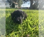 Small #36 Labradoodle