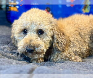 Poodle (Miniature) Dogs for adoption in Bon Carbo, CO, USA