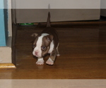 Small Photo #8 American Bully Puppy For Sale in IUKA, MS, USA