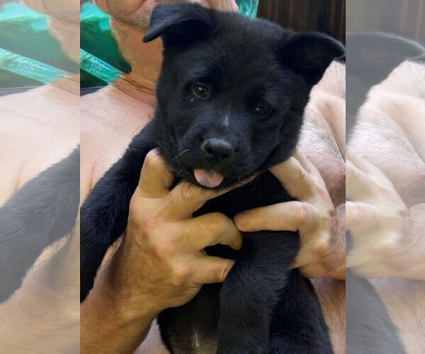Medium Photo #3 Mutt Puppy For Sale in Garden City, NY, USA