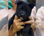 Small #2 Mutt