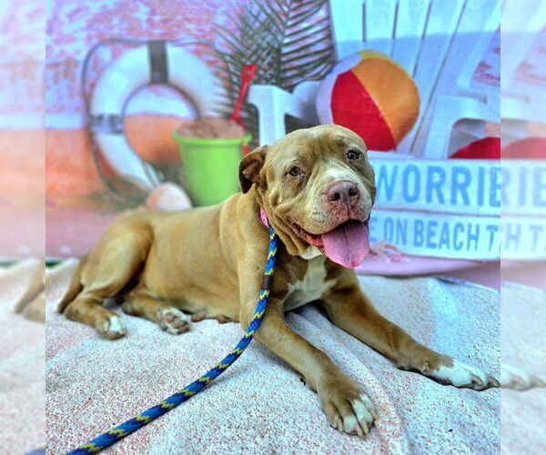 Medium Photo #2 American Pit Bull Terrier Puppy For Sale in Long Beach, CA, USA