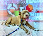 Small #1 American Pit Bull Terrier