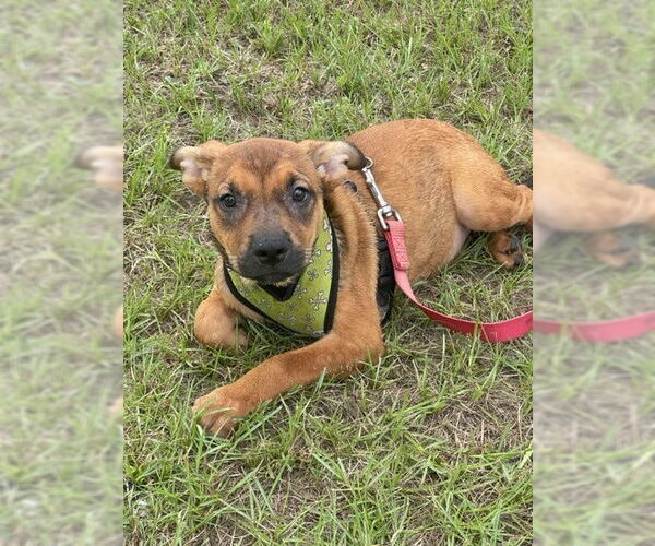 Medium Photo #5 Mutt Puppy For Sale in Tarrytown, GA, USA