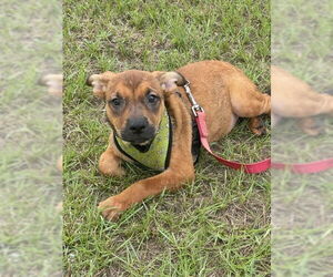 Tabi - Female Mutt Dog for Adoption - Photo #5