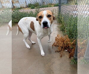 Clementine - Female Coonhound-Unknown Mix Dog for Adoption - Photo #2