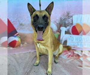 German Shepherd Dog Dogs for adoption in Long Beach, CA, USA