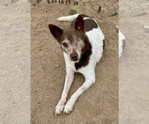 Cowboy - Male Mutt Dog for Adoption - Photo #8