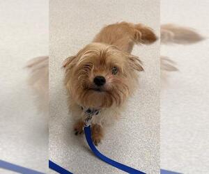 ShiChi Dogs for adoption in Boston, MA, USA