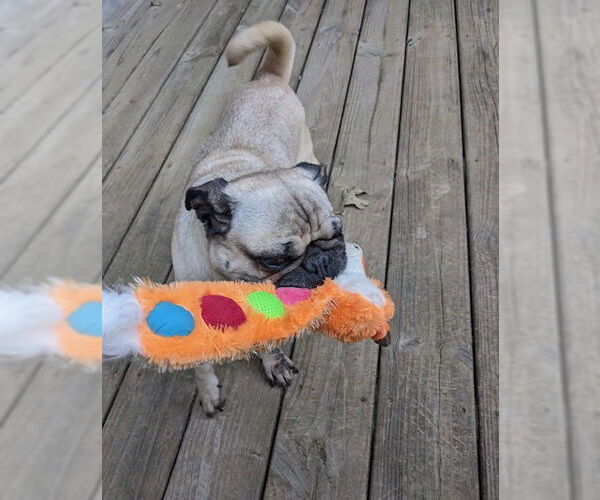 Medium Photo #3 Pug Puppy For Sale in Indianapolis, IN, USA