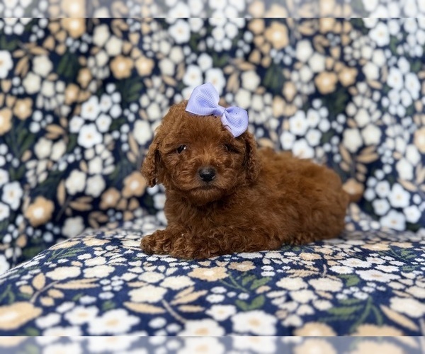 Medium Photo #5 Goldendoodle (Miniature) Puppy For Sale in LAKELAND, FL, USA