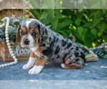 Puppy Lola Beabull