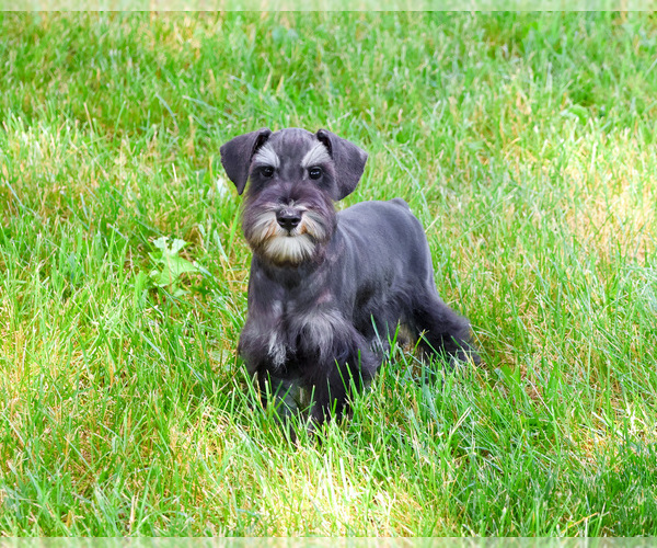 Medium Photo #5 Schnauzer (Miniature) Puppy For Sale in SYRACUSE, IN, USA