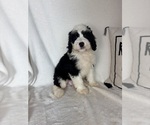 Mozart - Male Bernedoodle Puppy for Sale - Photo #4