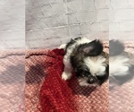 Small Photo #9 Shih Tzu Puppy For Sale in ROSEVILLE, OH, USA
