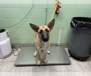 German Shepherd Dog-Unknown Mix Dogs for adoption in Grand Prairie, TX, USA