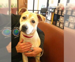 Labrador Retriever-Unknown Mix Dogs for adoption in Ocala, FL, USA