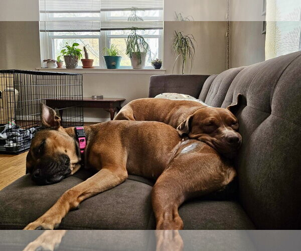 Medium Photo #22 Mutt Puppy For Sale in Mount Laurel, NJ, USA