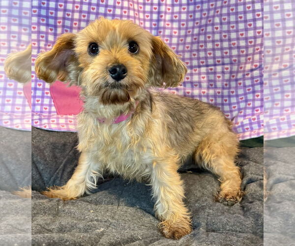 Medium Photo #1 Mutt Puppy For Sale in Bon Carbo, CO, USA