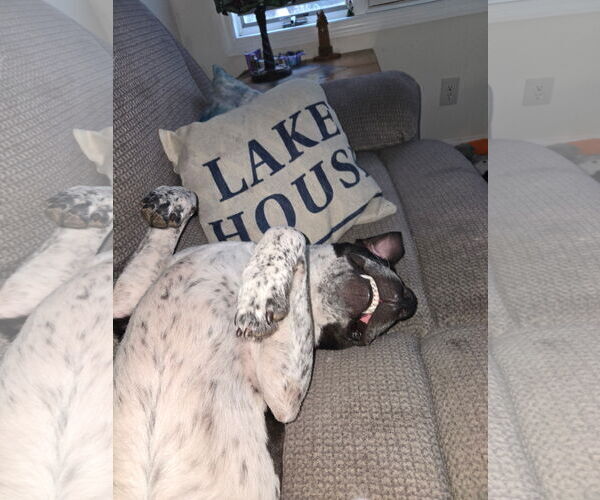 Medium Photo #13 American Pit Bull Terrier-Dalmatian Mix Puppy For Sale in Rockaway, NJ, USA