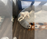 Small #5 Maltipoo