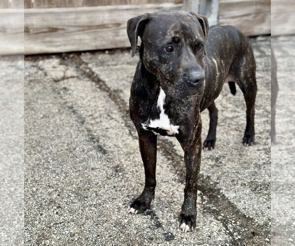 Medium Photo #3 Labrador Retriever-Plott Hound Mix Puppy For Sale in Houston, TX, USA