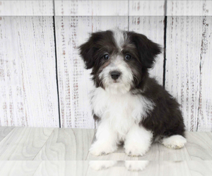 Aussie-Poo Puppy for sale in MARIETTA, GA, USA